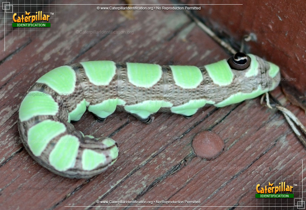 Full-sized image #2 of the Abbott's Sphinx Moth Caterpillar