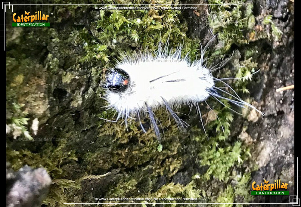 Full-sized image #5 of the American Dagger Moth Caterpillar