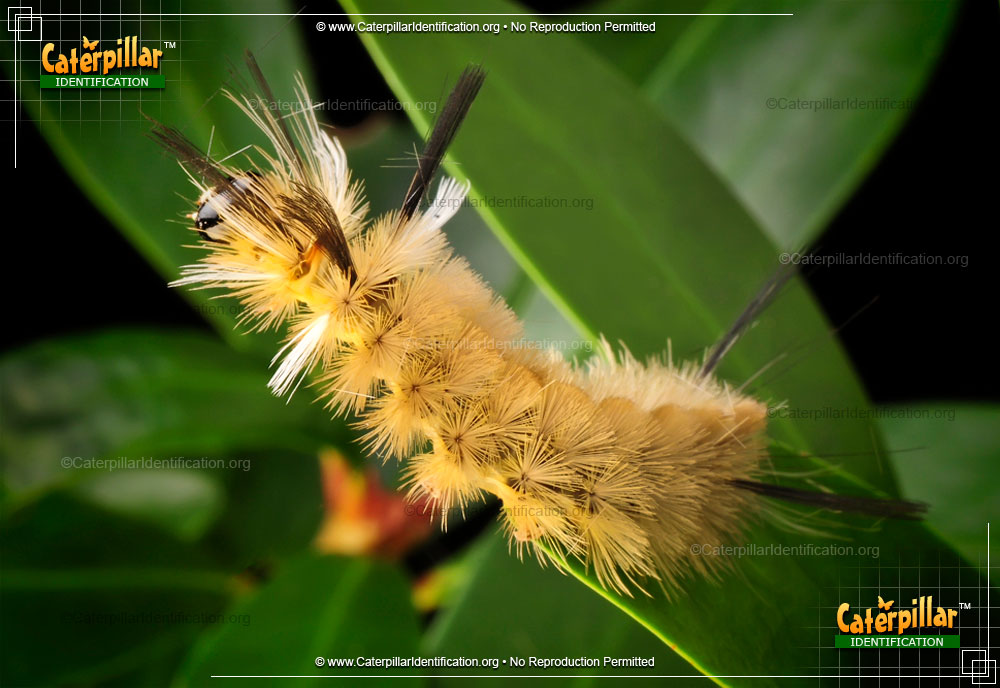 Full-sized image of the Banded Tussock Moth Caterpillar