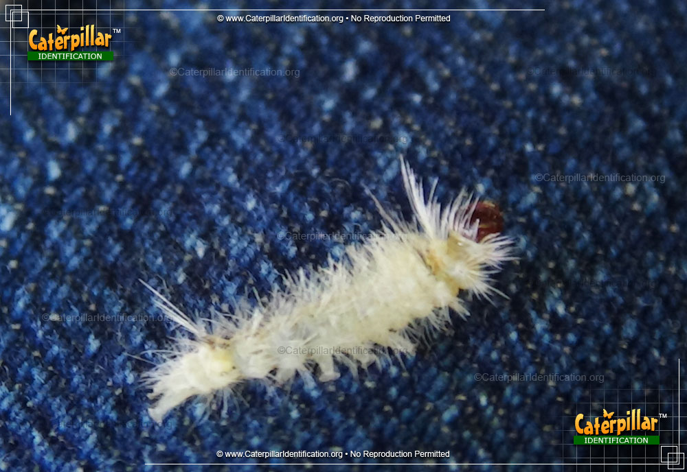 Full-sized image #5 of the Banded Tussock Moth Caterpillar