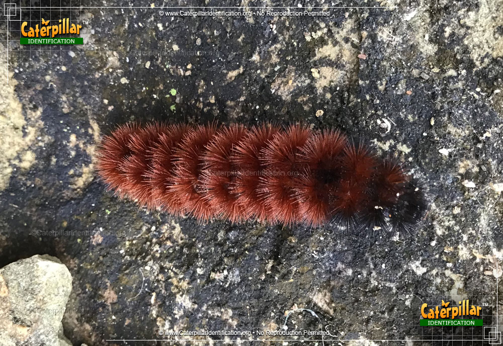 Full-sized image #6 of the Banded Woollybear Caterpillar