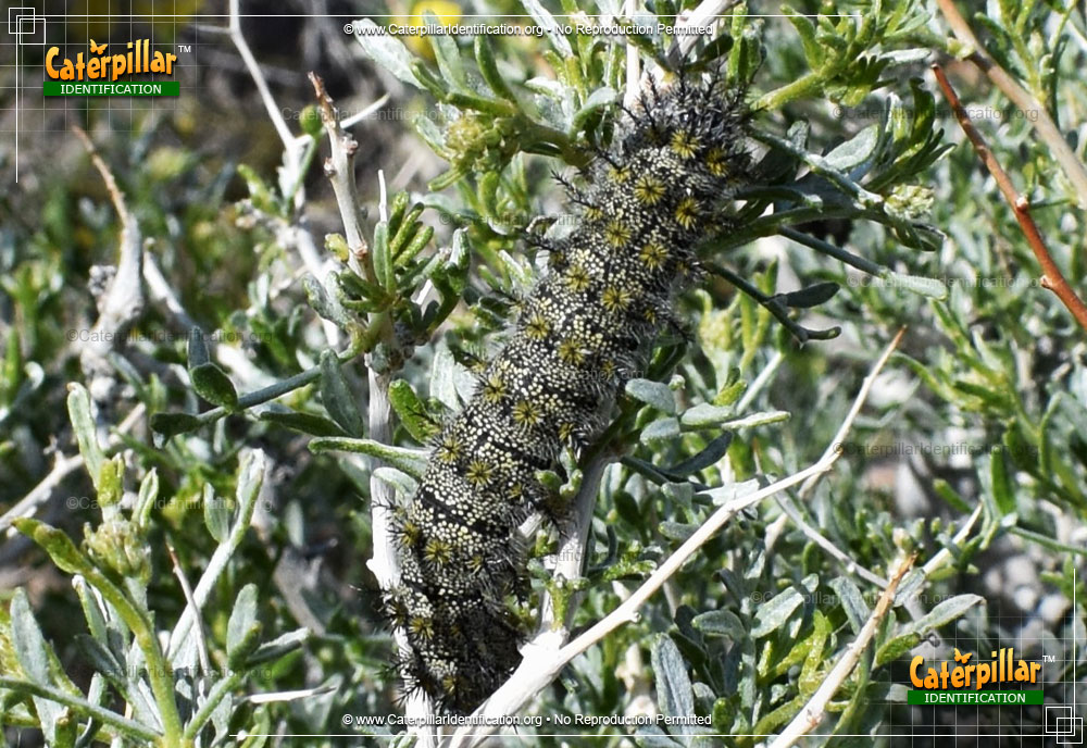 Full-sized image of the Buck Moth Caterpillar