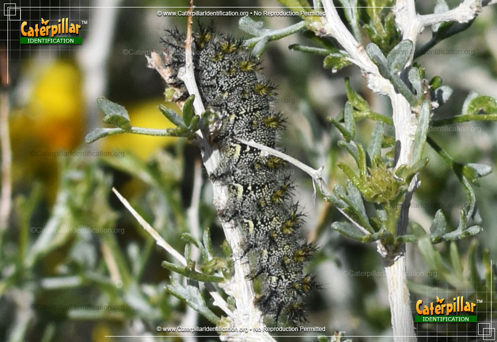 Full-sized image #2 of the Buck Moth Caterpillar