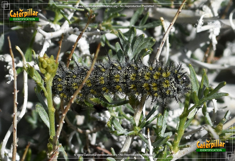 Full-sized image #5 of the Buck Moth Caterpillar