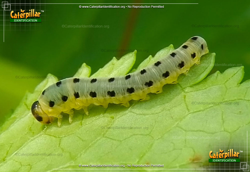 Full-sized image of the Common Sawfly Larva