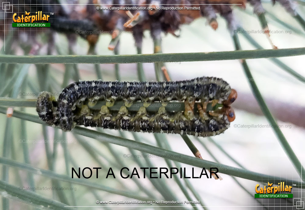 Full-sized image of the Conifer Sawfly