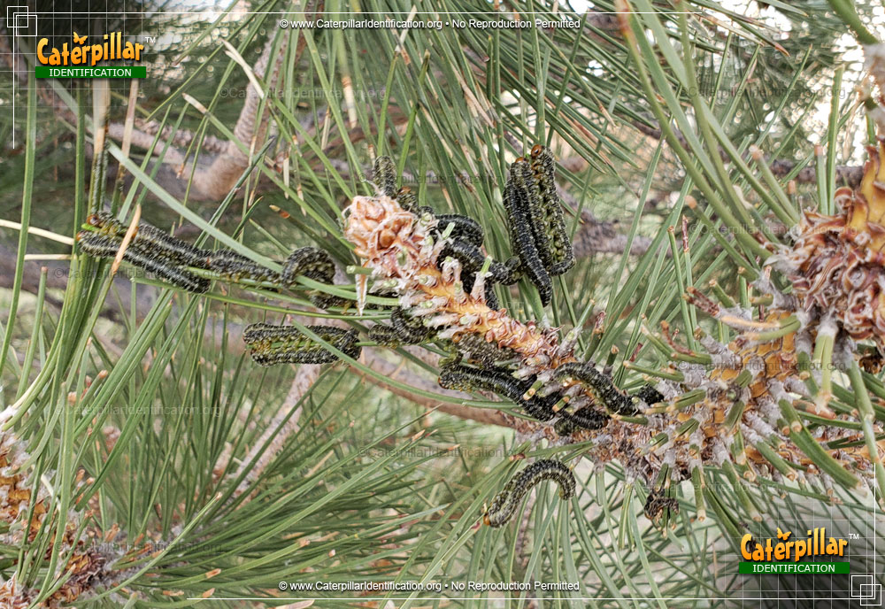 Full-sized image #2 of the Conifer Sawfly