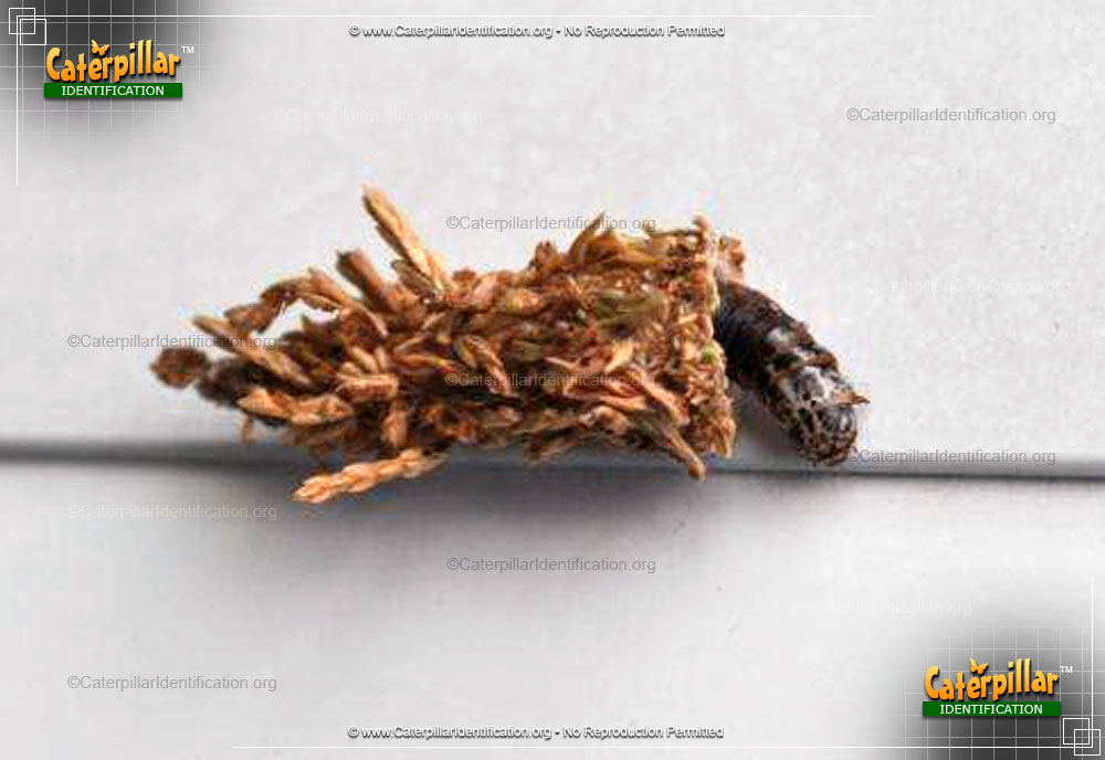 Full-sized image #4 of the Evergreen Bagworm