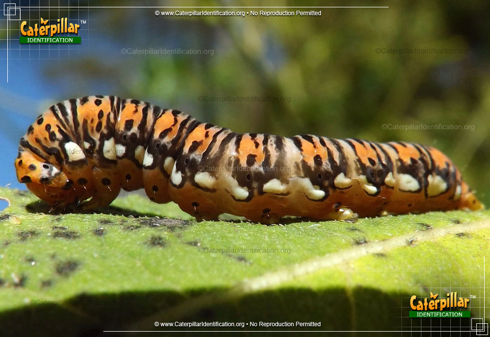 Full-sized image of the Gold Moth Caterpillar