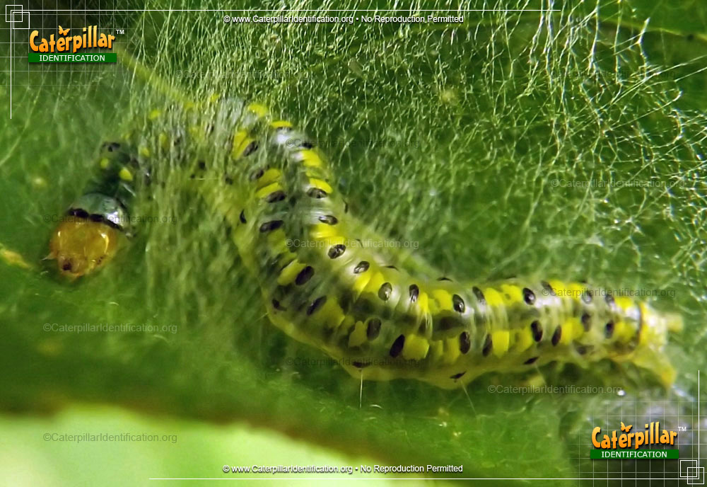 Full-sized image of the Hahncappsia Moth Caterpillar
