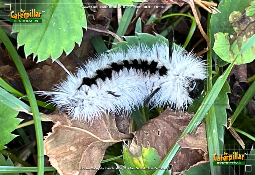 Full-sized image of the Hickory Tussock Moth Caterpillar