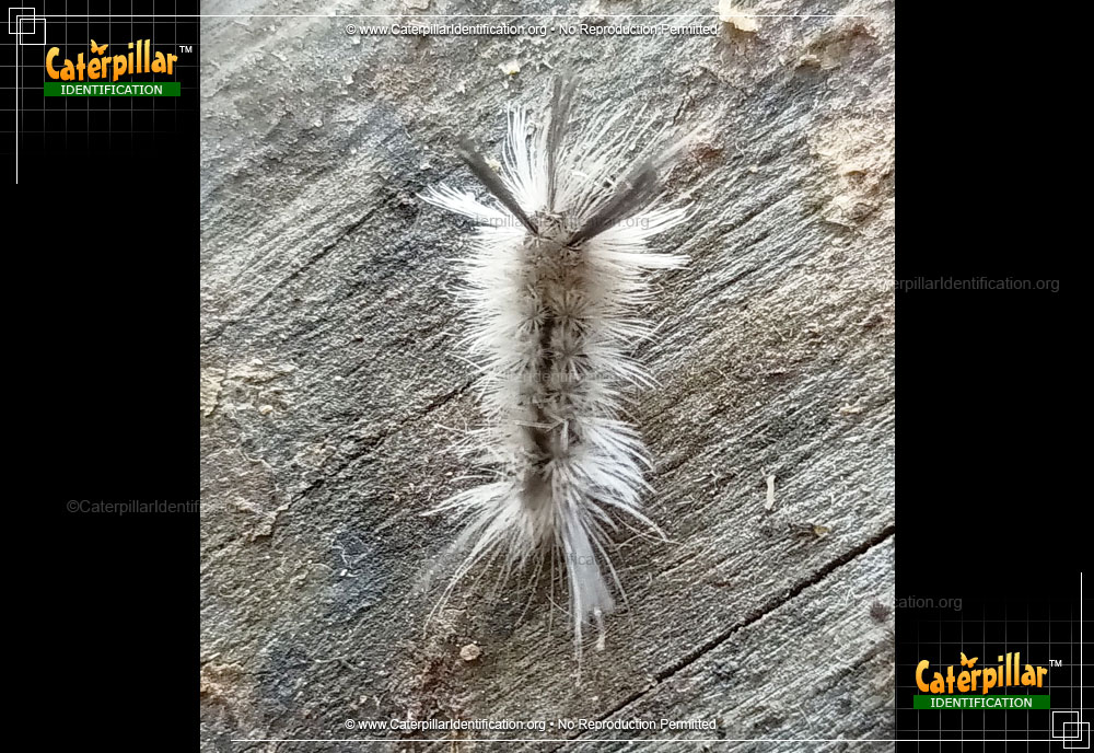 Full-sized image #2 of the Hickory Tussock Moth Caterpillar