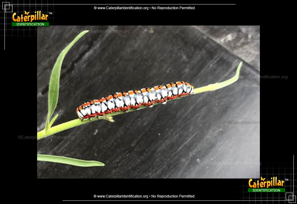 Full-sized image of the Hooded Owlet Moth Caterpillar