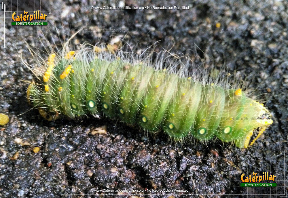 Full-sized image of the Imperial Moth Caterpillar