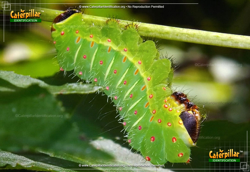 Full-sized image #2 of the Luna Moth Caterpillar