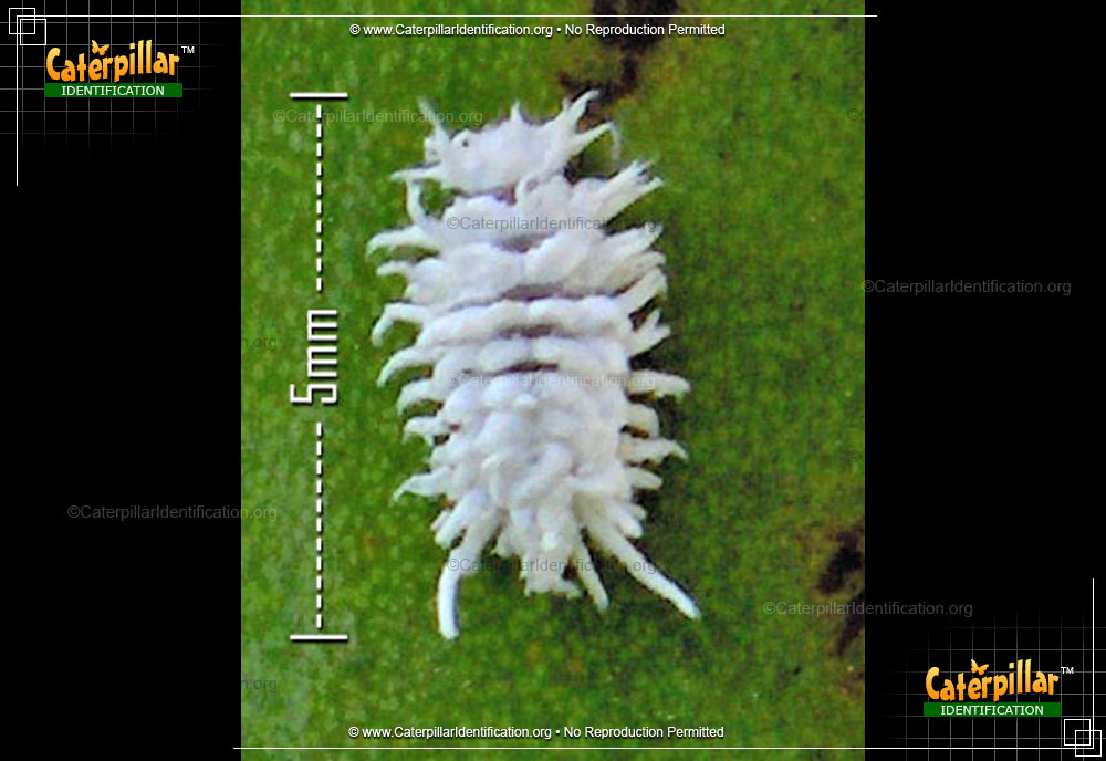 Full-sized image of the Mealybug Destroyer Beetle Larva