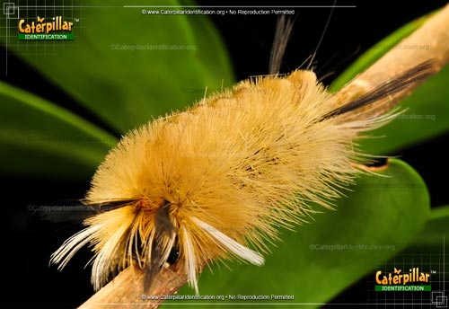Thumbnail image #3 of the Banded Tussock Moth Caterpillar