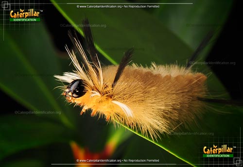 Thumbnail image #6 of the Banded Tussock Moth Caterpillar