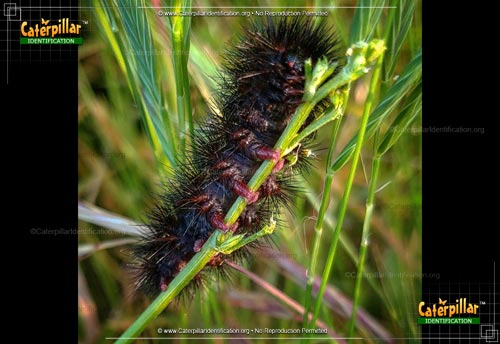 Thumbnail image #3 of the Banded Woollybear Caterpillar