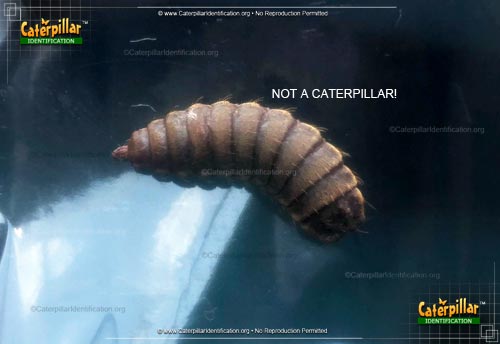 Thumbnail image of the Black Carpet Beetle Larva
