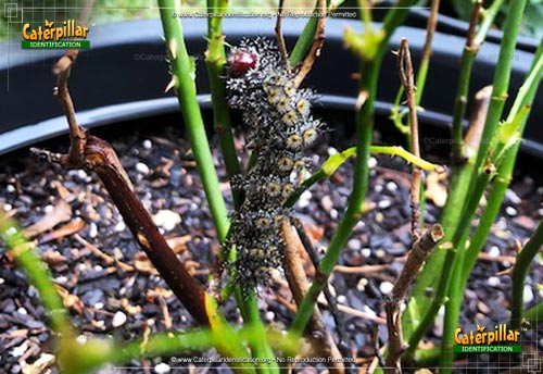 Thumbnail image #3 of the Buck Moth Caterpillar