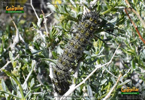 Thumbnail image of the Buck Moth Caterpillar