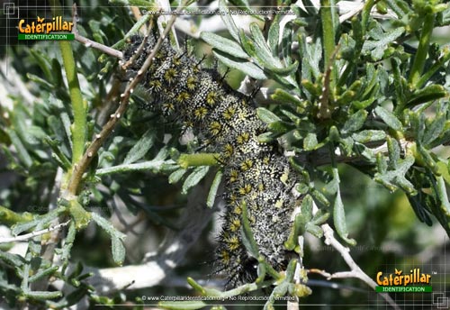 Thumbnail image #4 of the Buck Moth Caterpillar