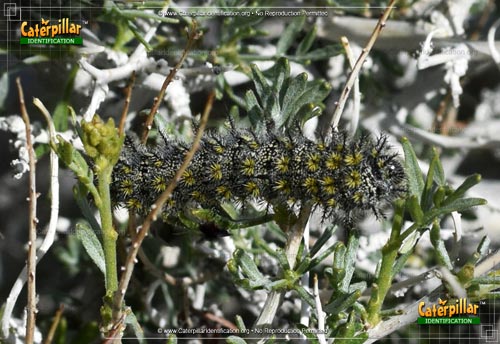 Thumbnail image #5 of the Buck Moth Caterpillar