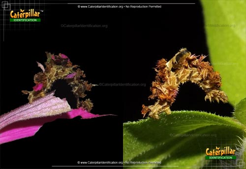 Thumbnail image of the Camouflaged Emerald Moth Caterpillar