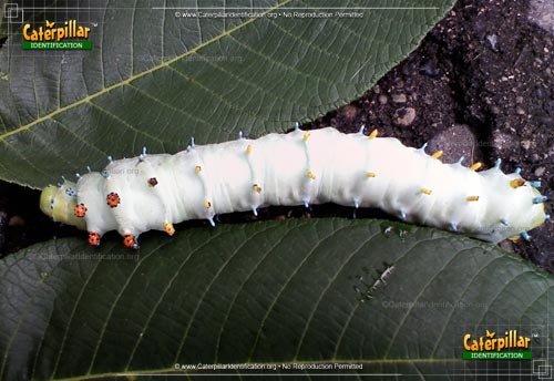 Thumbnail image #2 of the Cecropia Silk Moth Caterpillar