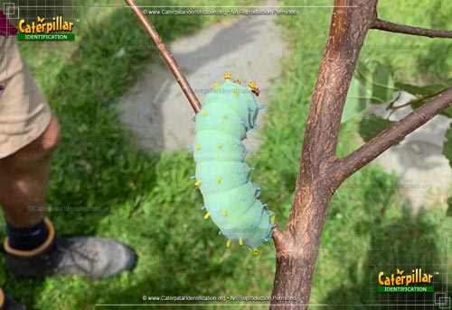 Thumbnail image of the Cecropia Silk Moth Caterpillar