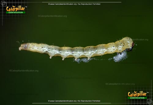 Thumbnail image of the Dark-headed Aspen Leafroller Moth Caterpillar
