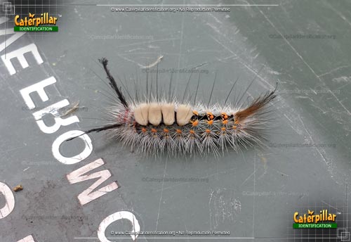 Thumbnail image of the Fir Tussock Moth Caterpillar