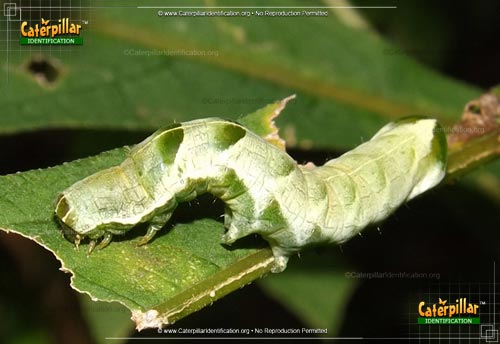Thumbnail image of the Hitched Arches Moth Caterpillar