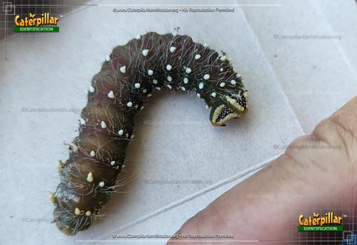 Thumbnail image #2 of the Imperial Moth Caterpillar