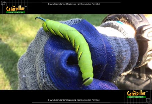Thumbnail image #2 of the Laurel Sphinx Moth Caterpillar