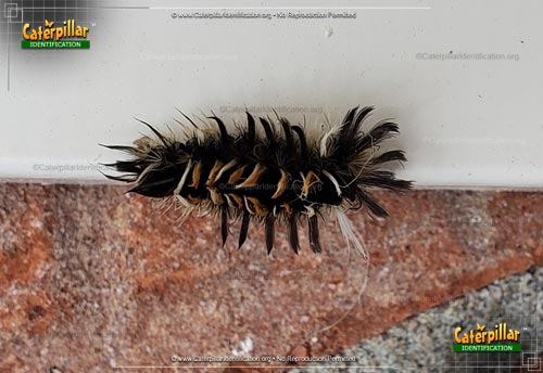 Thumbnail image of the Milkweed Tussock Moth Caterpillar