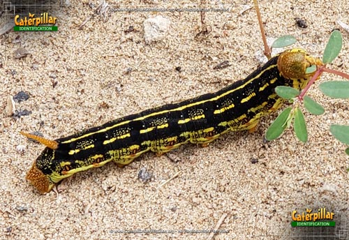 Thumbnail image #2 of the Purslane Caterpillar