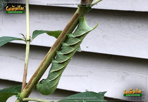 Thumbnail image #2 of the Rustic Sphinx Moth Caterpillar