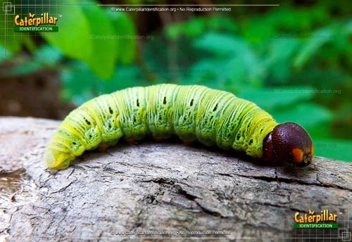 Thumbnail image of the Silver-spotted Skipper Caterpillar