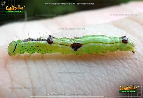 Thumbnail image of the Variable Oakleaf Caterpillar