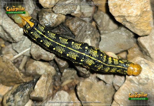 Thumbnail image #6 of the White-lined Sphinx Moth Caterpillar