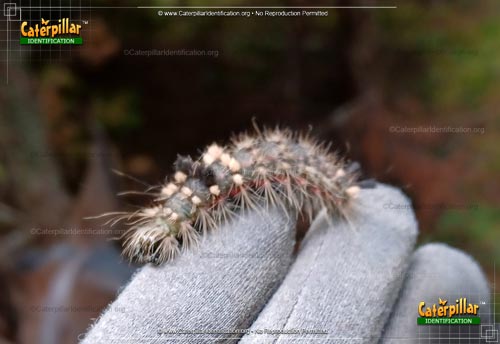 Thumbnail image #2 of the Yellow-haired Dagger Moth Caterpillar