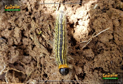 Thumbnail image #6 of the Yellow-necked Caterpillar