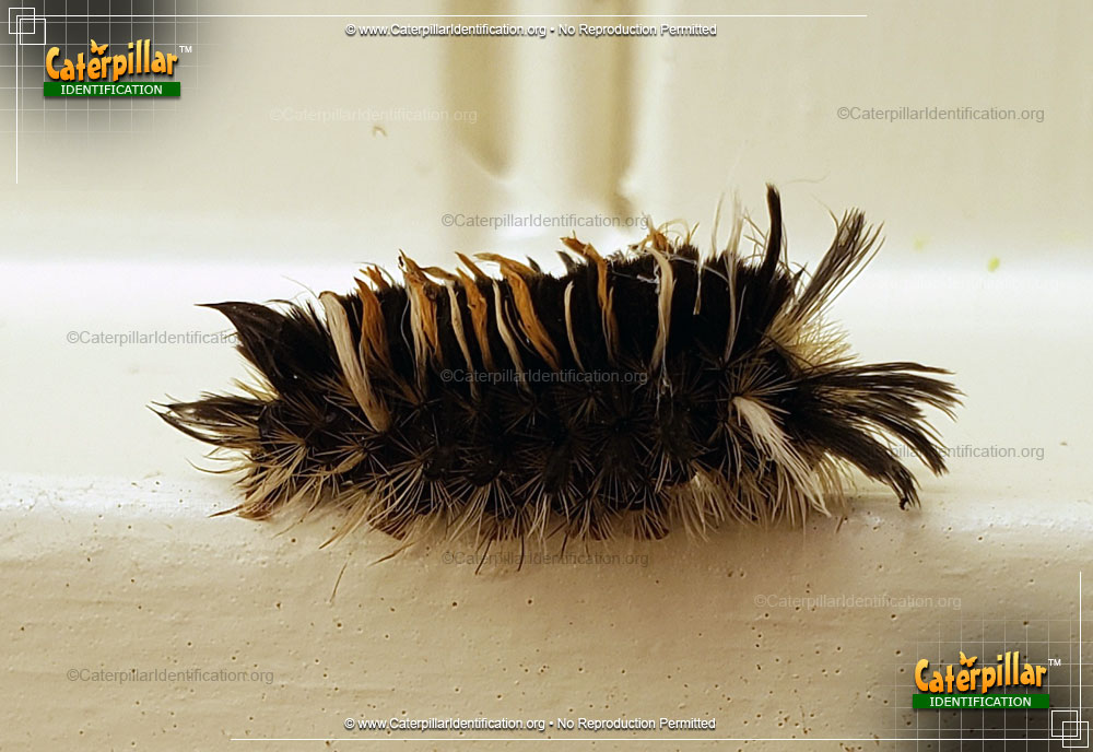 Full-sized image #4 of the Milkweed Tussock Moth Caterpillar