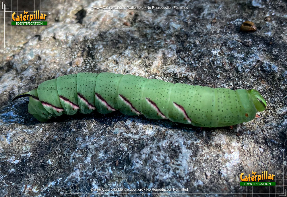 Full-sized image of the Northern Apple Sphinx Moth Caterpillar