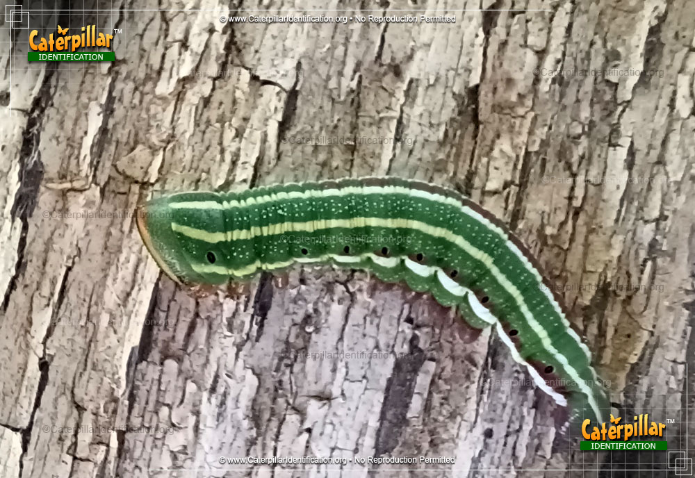 Full-sized image of the Northern Pine Sphinx Moth Caterpillar