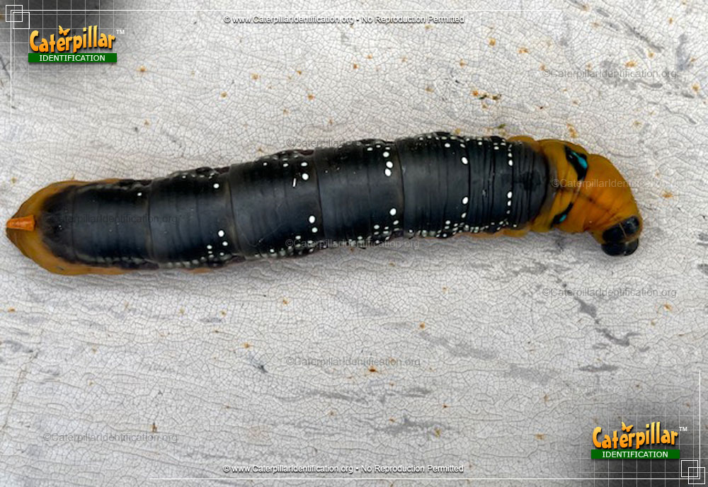 Full-sized image of the Oleander Hawk Moth Caterpillar