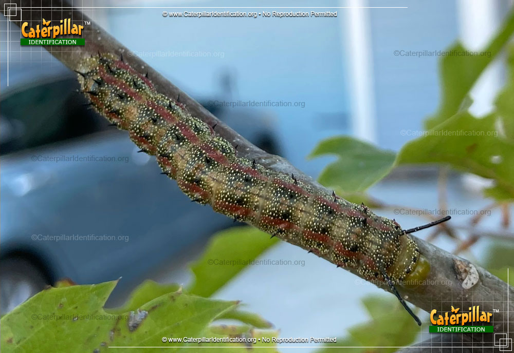Full-sized image of the Pink-striped Oakworm
