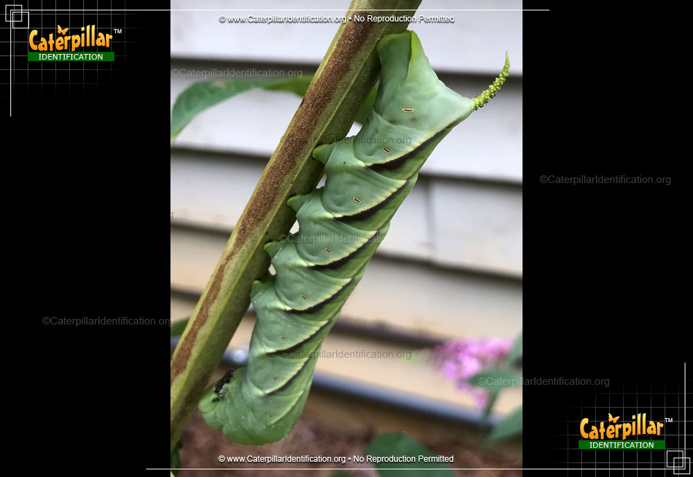 Full-sized image #3 of the Rustic Sphinx Moth Caterpillar